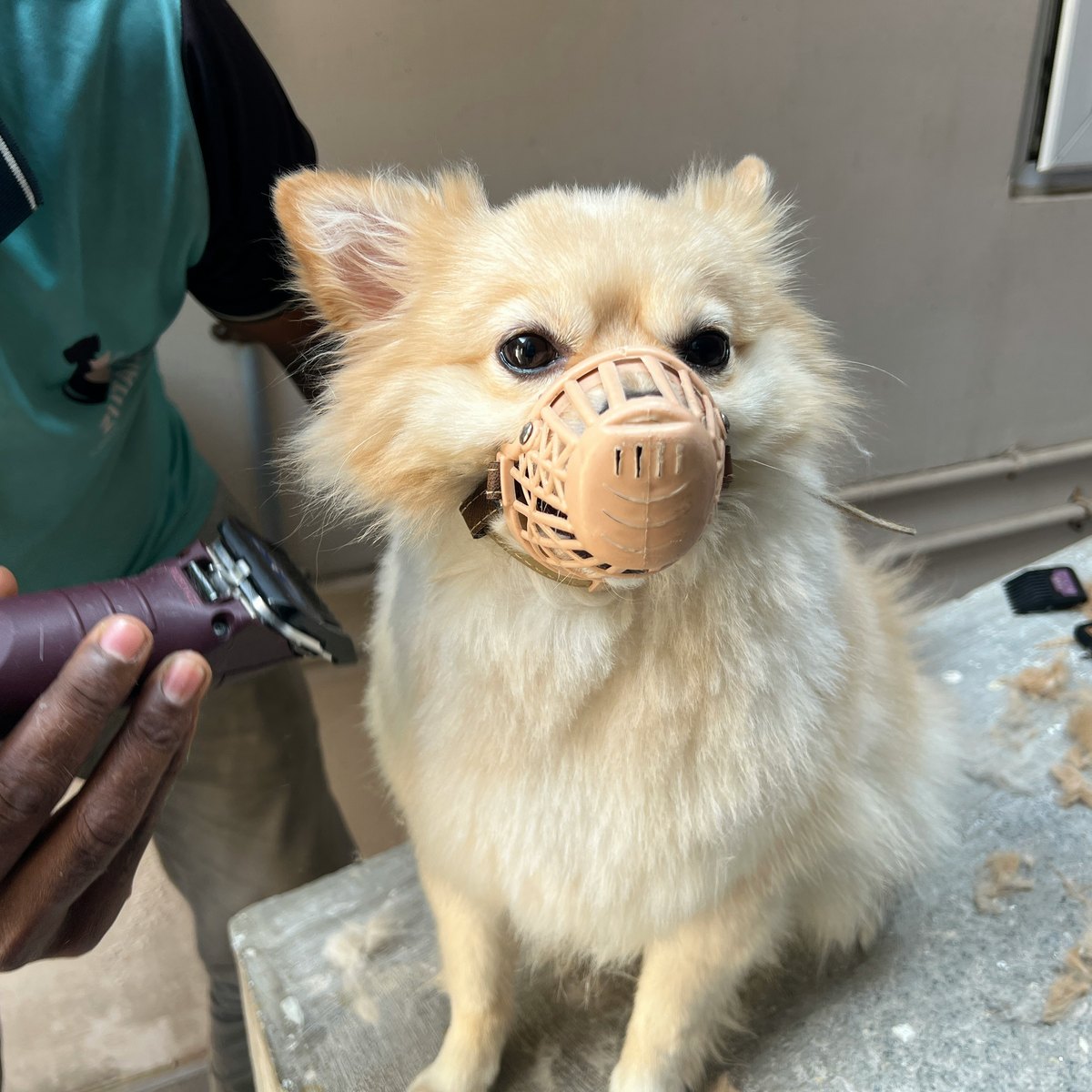 Σκύλος στο πλήρες grooming στο Surgalen